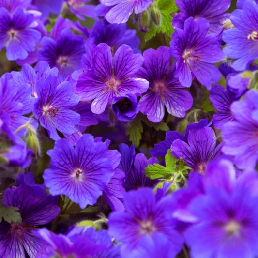 Purple Geranium Perennial Flower Seeds for Planting – Heirloom, Non-GMO, High Germination Garden Seeds
