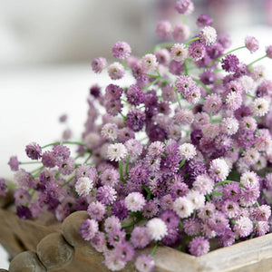 Flower Seeds, Seeds,Seeds For Planting,Plant Seeds