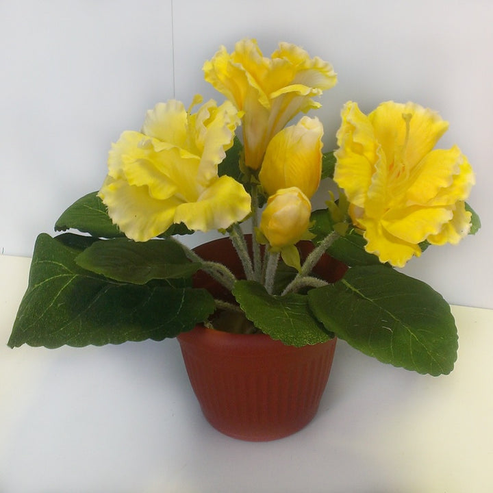 Light Yellow Gloxinia Flower Seeds – Cut Flower Favorite, Heirloom &amp; Non-GMO for Home Garden
