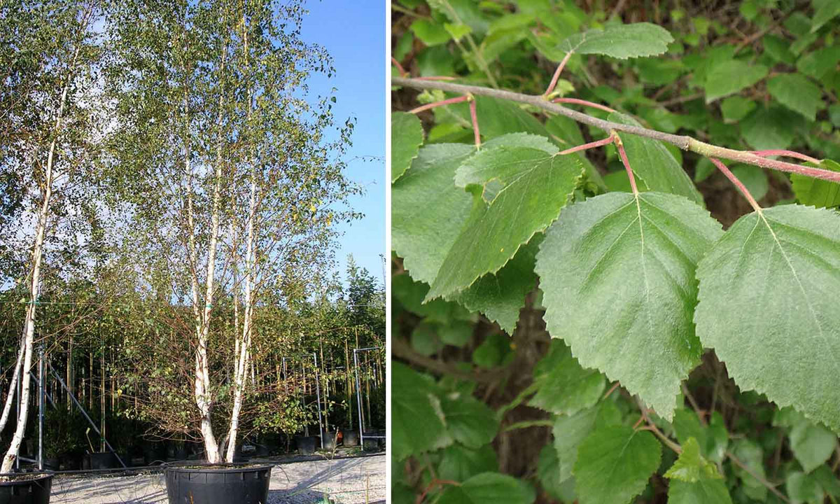 Green Betula Pendula Herb Seeds – Heirloom, Non-GMO Seeds Best for Container Gardening