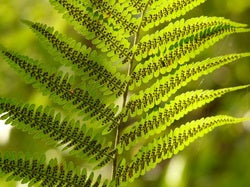 Yellow Green Fern Seeds for Planting – Sun Loving Heirloom Non-GMO High Germination Seeds