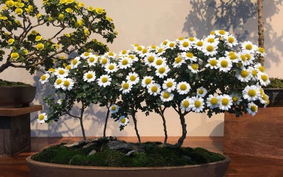 Bonsai Chrysanthemum Flower Seeds for Planting – Heirloom, Non-GMO, High Germination Organic Garden Seeds