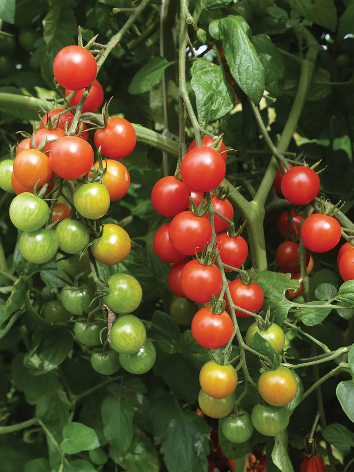 Red Juliet Tomato Seeds for Planting – Heirloom Non-GMO Sweet Grape-Style – Organic Garden Seeds, High Germination