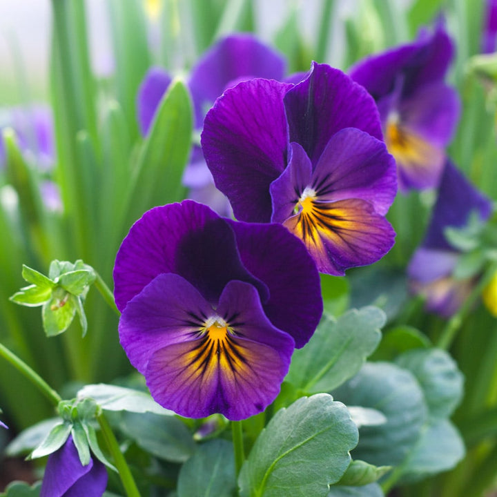 Flower Seeds, Seeds,Seeds For Planting,Plant Seeds