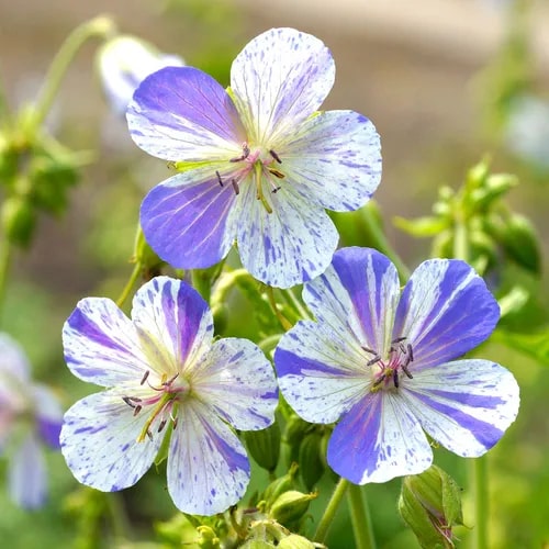 Blue White Geranium Flower Seeds for Planting - Heirloom, Non-GMO, High Germination Organic Garden Seeds