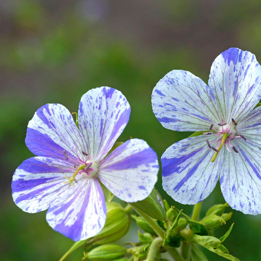 Blue White Geranium Flower Seeds for Planting - Heirloom, Non-GMO, High Germination Organic Garden Seeds