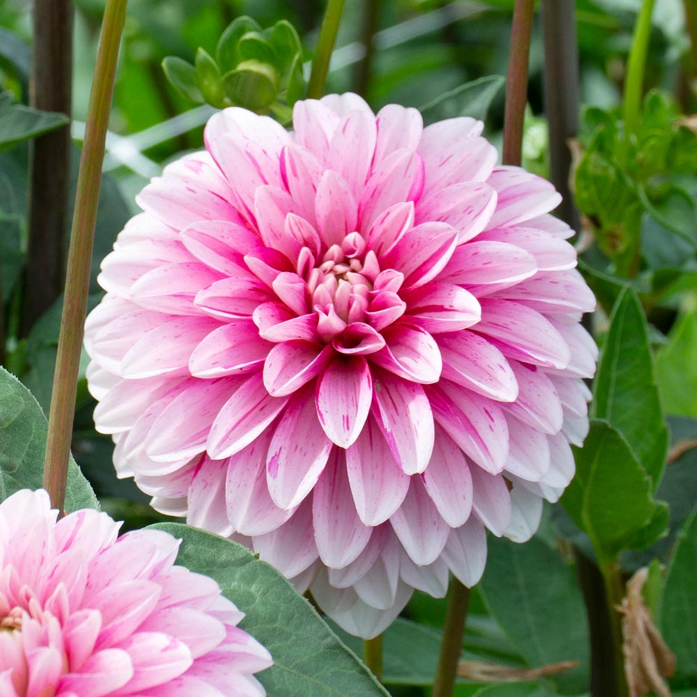 Light Pink Dahlia Flower Seeds for Planting – Heirloom, Non-GMO, Pollinator Friendly, High Germination
