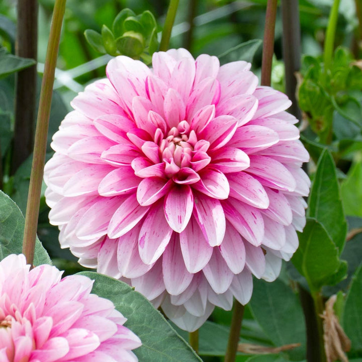 Light Pink Dahlia Flower Seeds for Planting – Heirloom, Non-GMO, Pollinator Friendly, High Germination