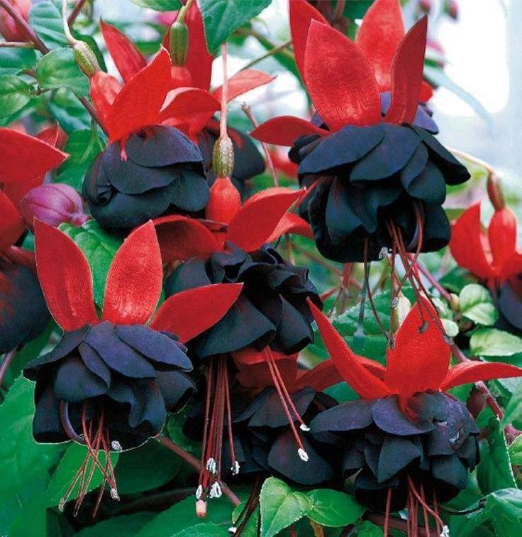 Red Black Fuchsia Flower Seeds – Heirloom, Non-GMO, High Germination Organic Garden Seeds for Planting
