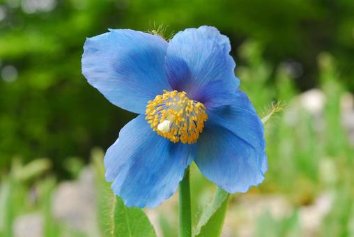 Sky Blue Eschscholtzia Flower Seeds for Planting – Heirloom, Non-GMO, High Germination Organic Garden Seeds for Cut Flower Gardens