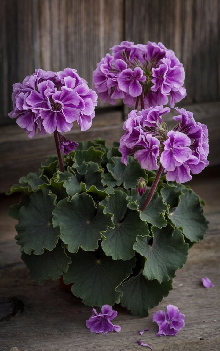 Violet Pelargonium Flower Seeds for Planting – Heirloom, Non-GMO, High Germination Organic Garden Seeds