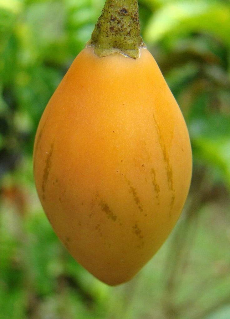 Yellow Tamarillo fruit seeds for planting - Heirloom & Non-GMO Garden seeds, exotic fruits from hardy trees