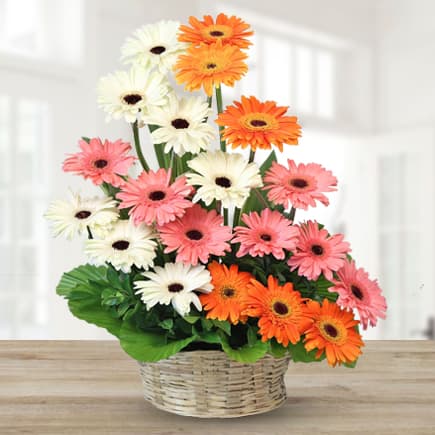 Mixed Colour Gerbera Flower Seeds for Planting – Heirloom, Non-GMO, High Germination, Organic Garden Seeds