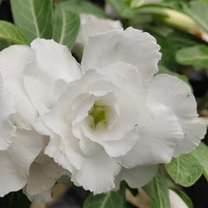 White Adenium Flower Seeds for Planting – Heirloom Non-GMO, High Germination Organic Garden Seeds