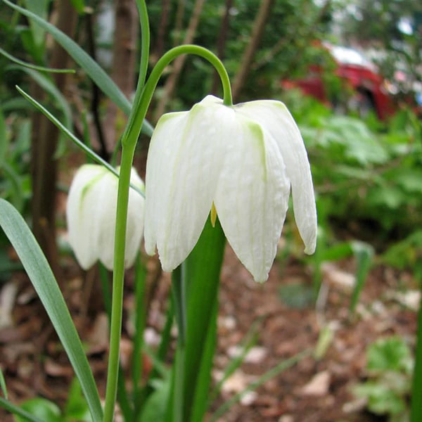 White Imperial Wang Fritillaria Flower Seeds for Planting – Heirloom, Non-GMO, High Germination Garden Seeds