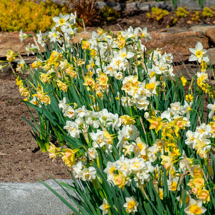 Mixed Double Petals Narcissus Flower Seeds for Planting – Heirloom, Non-GMO, High Germination Seeds
