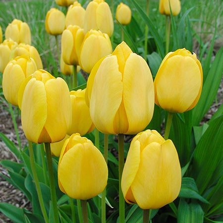 Light Yellow Tulip Flower Seeds – Heirloom, Non-GMO, High Germination Organic Garden Seeds for Planting