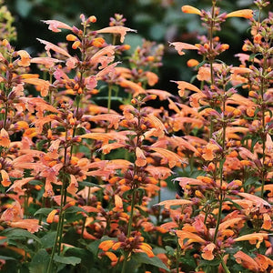 Flower Seeds, Seeds,Seeds For Planting,Plant Seeds
