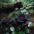Red and Black Rose Flower Seeds for Planting – Heirloom, Non-GMO, High Germination Organic Garden Seeds