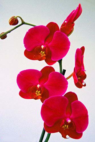 Deep Red Orchid Flower Seeds – Colorful Display, Heirloom &amp; Non-GMO Seeds for Planting Home Garden