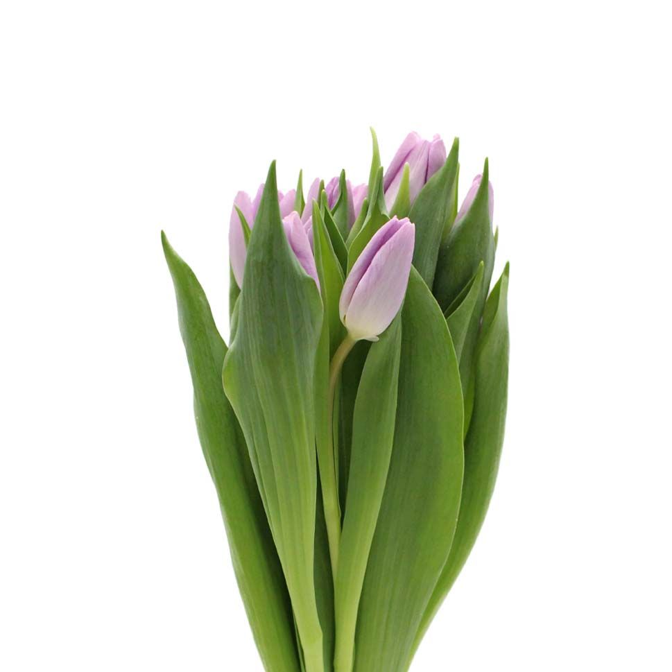 Light Purple Tulip Flower Seeds for Planting – Heirloom, Non-GMO, Garden Favorite, High Germination