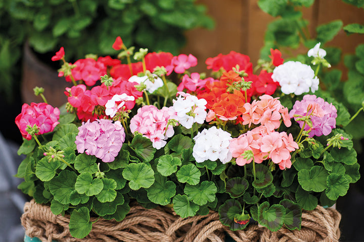 White Mix Pelargonium Flower Seeds for Planting – Heirloom, Non-GMO, High Germination Variety