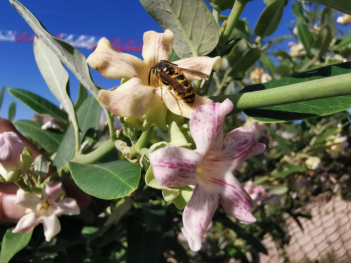 Araujia Flower Seeds for Planting – Heirloom, Non-GMO, High Germination Organic Garden Seeds