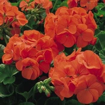 Geranium Light Orange Flower Seeds for Planting – Heirloom Non-GMO, High Germination Organic Garden Seeds