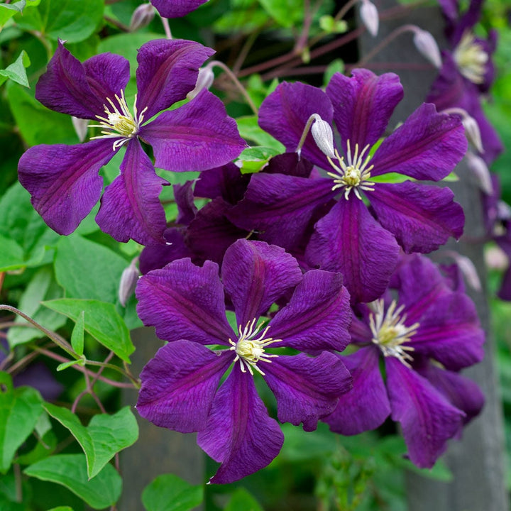 Purple Clematis Flower Seeds for Planting – Heirloom, Non-GMO, High Germination Organic Garden Seeds