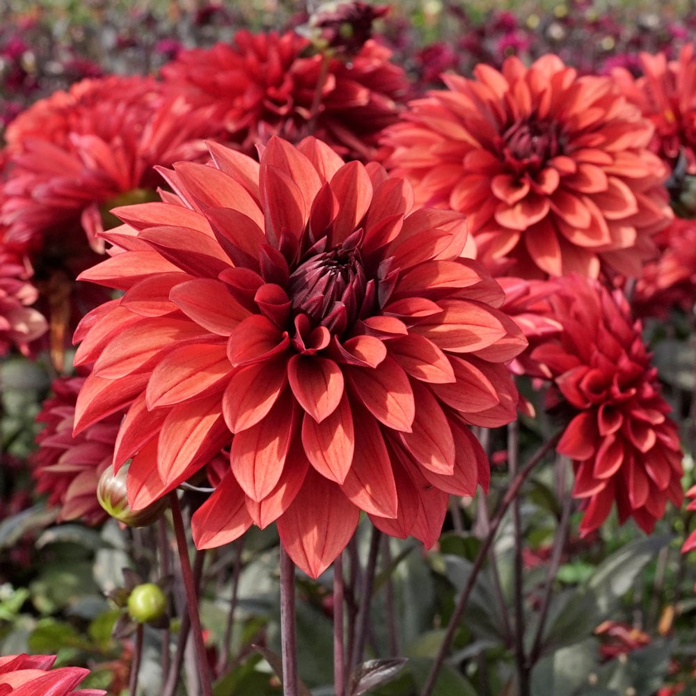Dark Orange Dahlia Flower Seeds for Planting – Heirloom, Non-GMO, High Germination Organic Garden Seeds