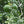 Aegle Marmelos Seeds – Heirloom Non‑GMO Medicinal Fruit Tree Garden Seeds for Planting