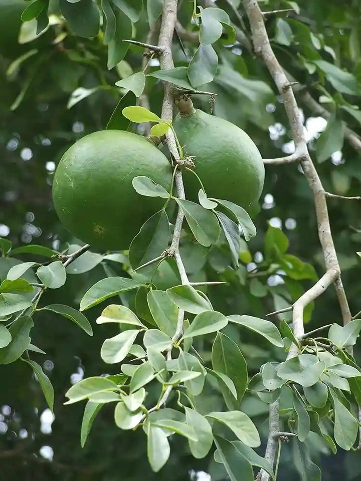 Aegle Marmelos Seeds – Heirloom Non‑GMO Medicinal Fruit Tree Garden Seeds for Planting