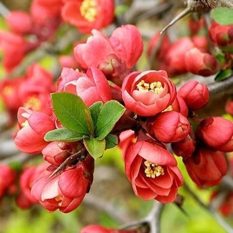 Red Quince Flower Seeds for Planting - Shade Tolerant, Heirloom, Non-GMO Seeds for Home Garden