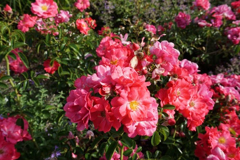 Supreme Rose Bush Flower Seeds for Planting – Cottage Garden Essential, Heirloom, Non-GMO, High Germination