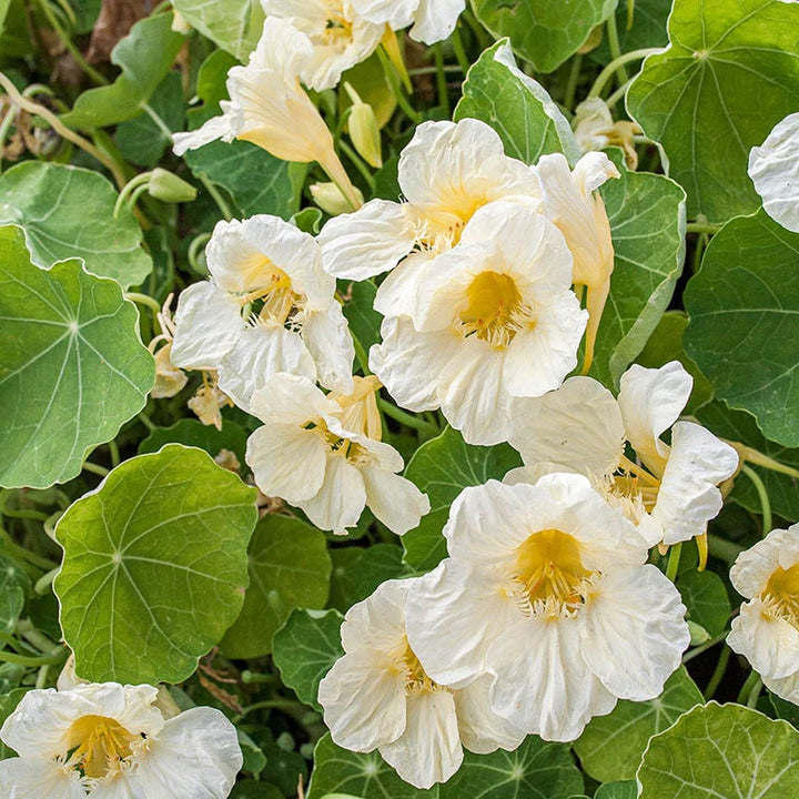 White Nasturtium Flower Seeds – Perfect Borders, Heirloom & Non-GMO Seeds for Home Garden
