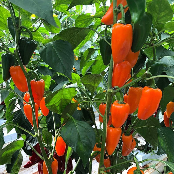 Orange Peppers Vegetable Seeds for Planting – Heirloom & Non-GMO Seeds for Vibrant Spicy Gardens