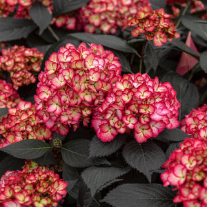 Flower Seeds, Seeds,Seeds For Planting,Plant Seeds