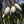 Fruit Seeds,Garden seeds, Seeds For Planting,Plant Seeds