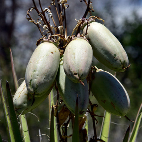 Fruit Seeds,Garden seeds, Seeds For Planting,Plant Seeds