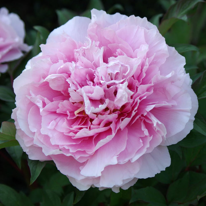 Pink Paeonia Flower Seeds for Planting – Heirloom Non-GMO, High Germination Organic Garden Seeds