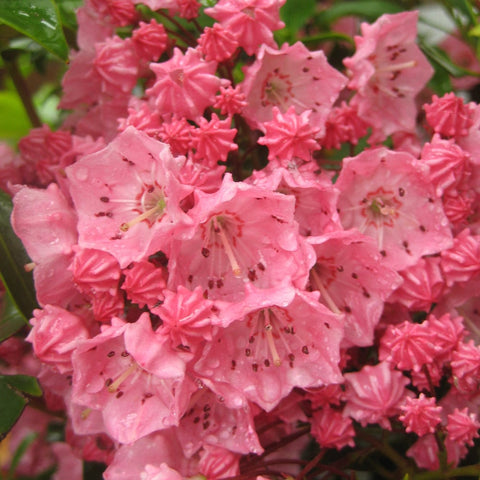 Flower Seeds, Seeds,Seeds For Planting,Plant Seeds