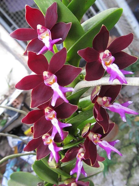 Trichoglottis Flower Seeds for Planting – Cottage Garden Essential, Heirloom &amp; Non-GMO Home Garden Seeds