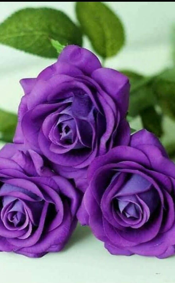 Dark Violet Green Rose Flower Seeds for Planting – Heirloom, Non-GMO, High Germination Organic Garden Seeds