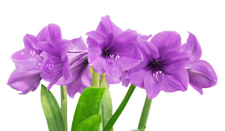 Purple Amaryllis Flower Seeds for Planting – Heirloom, Non-GMO, High Germination Organic Garden Seeds