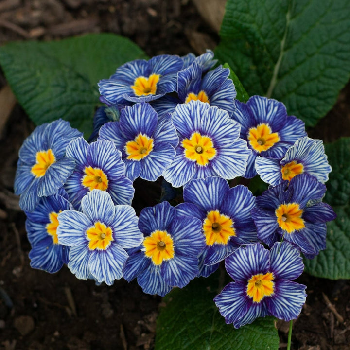 Blue White Primula Autumn Flower Seeds – Heirloom, Non-GMO, High Germination Organic Garden Seeds