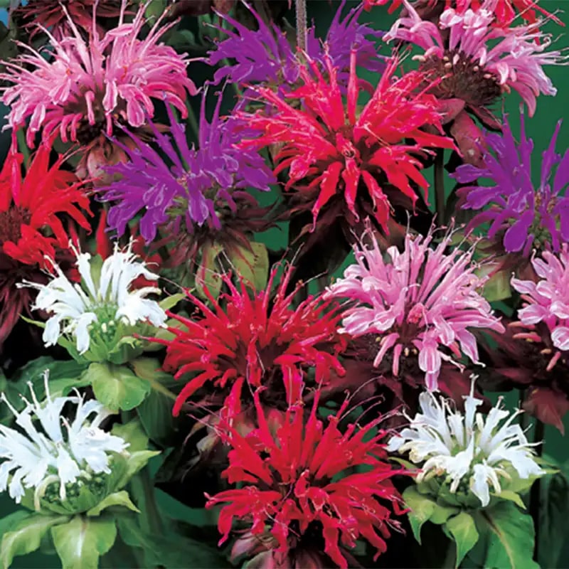 Mixed Monarda Didyma Flower Seeds for Planting – Heirloom Non-GMO, High Germination Organic Garden Seeds