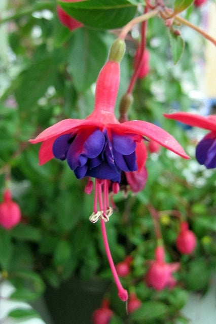 Dark Blue Red Fuchsia Flower Seeds for Planting – Heirloom, Non-GMO, Fragrant, High Germination