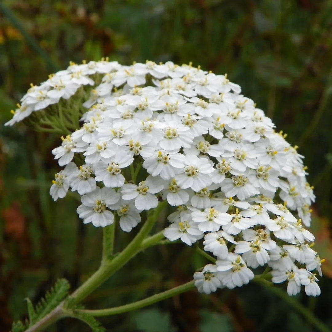 Yarrow Flower Seeds for Planting – Heirloom Non-GMO, High Germination Organic Garden Seeds