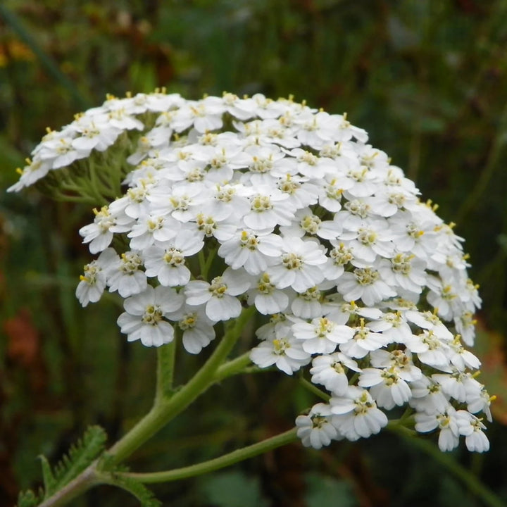 Yarrow Flower Seeds for Planting – Heirloom Non-GMO, High Germination Organic Garden Seeds
