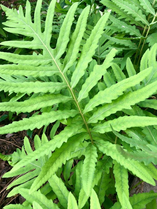 Green Fern Spore Flower Seeds for Planting – Heirloom, Non-GMO, High Germination Organic Garden Seeds